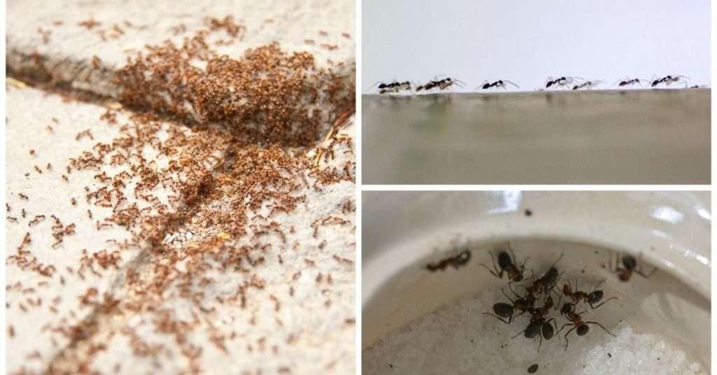 How to Keep Ants Out of Your Bathroom