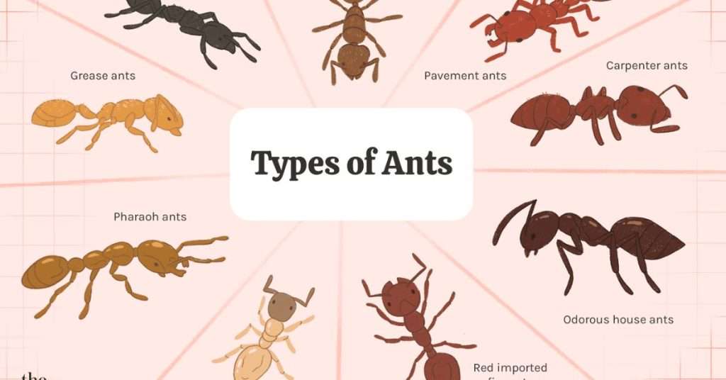 Identifying Types of Ants
