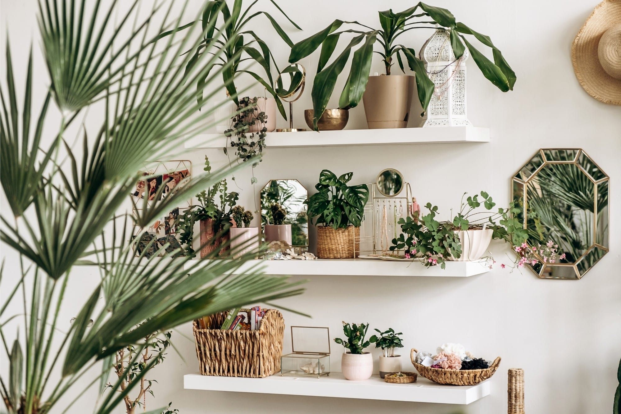 Top 10 Low-Light Indoor Plants That Thrive Without Direct Sunlight