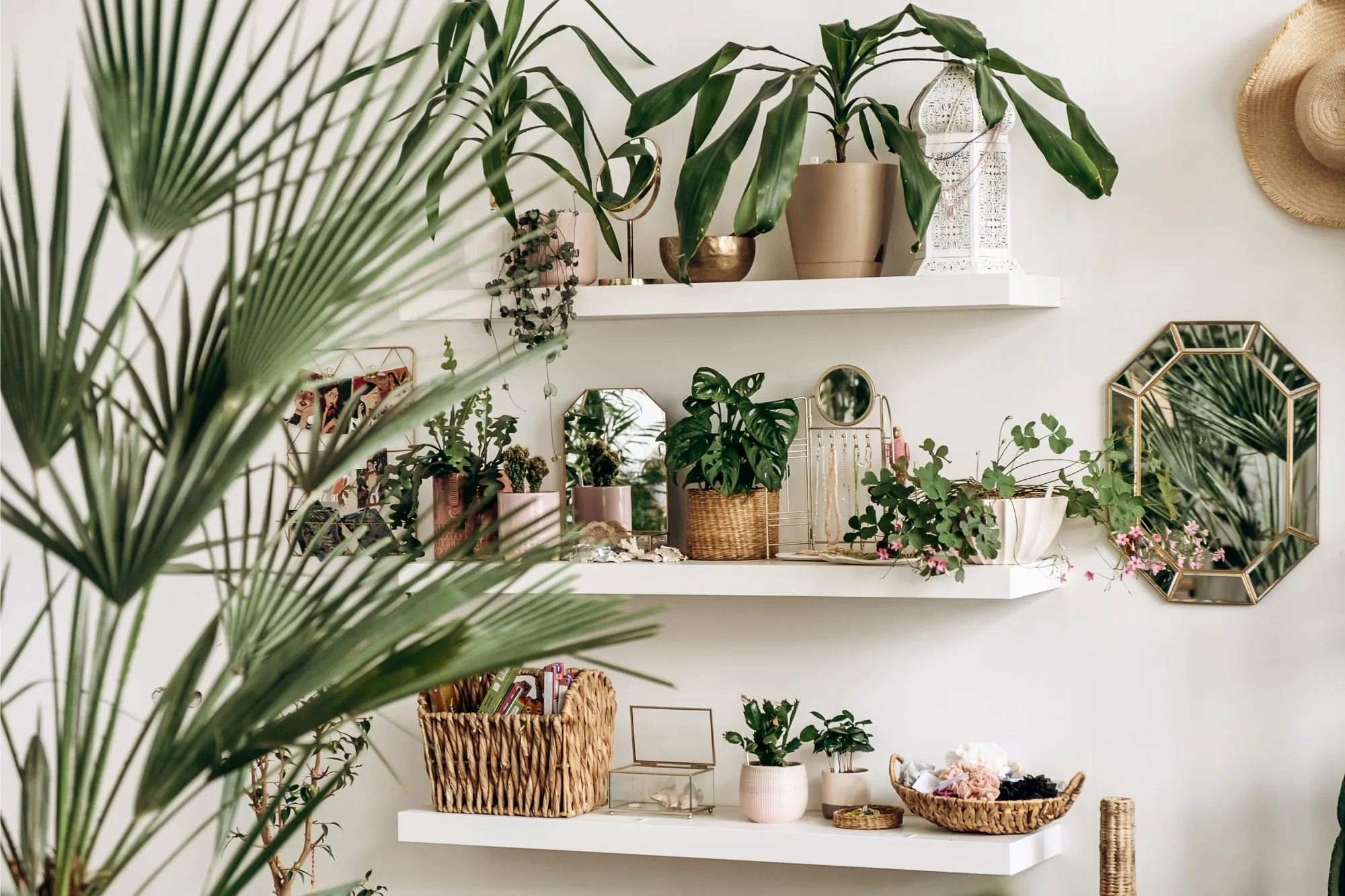 Top 10 Low-Light Indoor Plants That Thrive Without Direct Sunlight