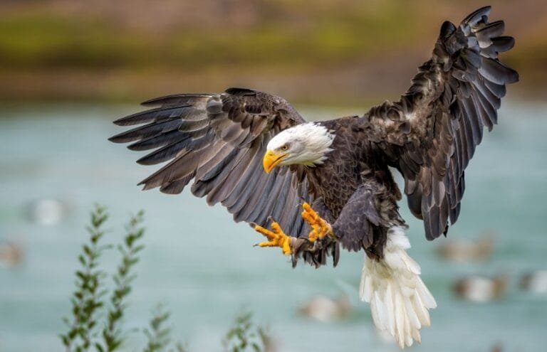 Amazing Facts About Eagles And How They Can Help Your Home