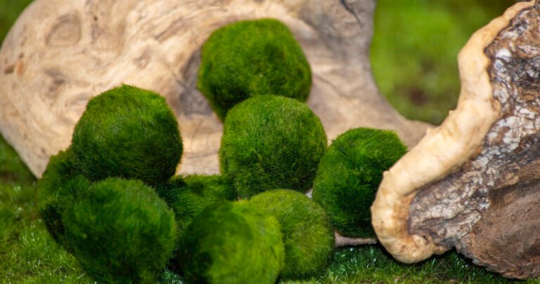 Why You Need a Marimo Moss Ball Terrarium and How to Create One