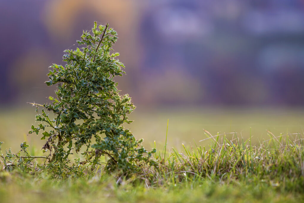 A Plant From TreeLeftBigShop.com
