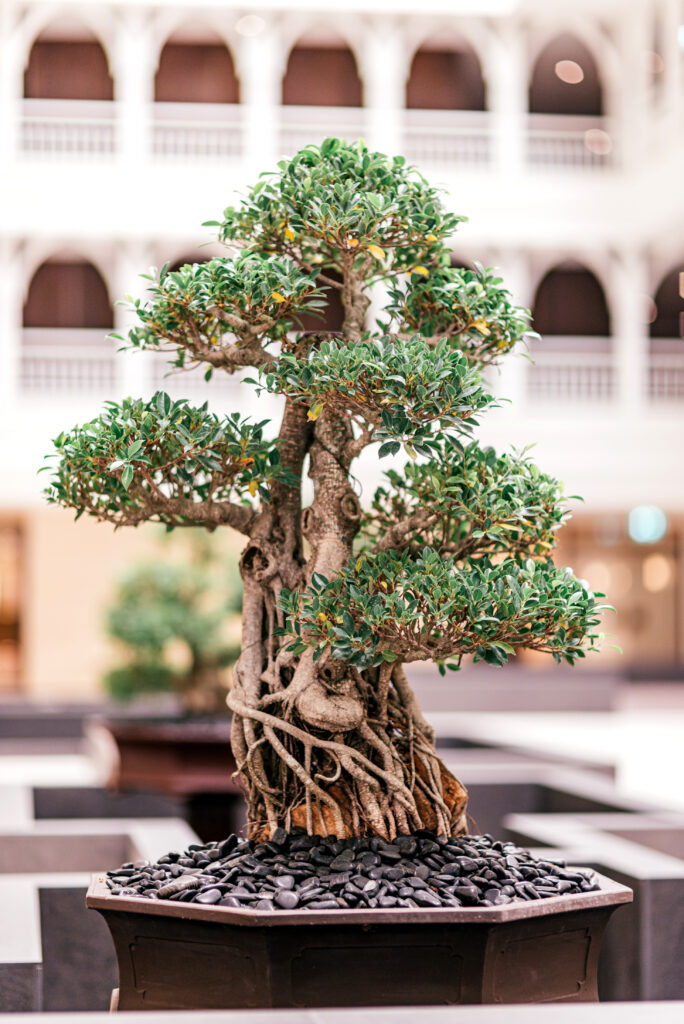 A Plant From TreeLeftBigShop.com